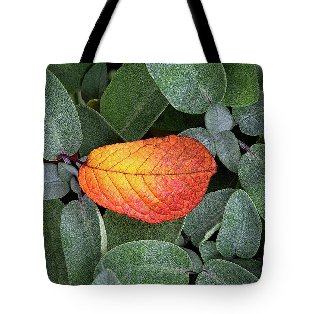Autumnal Tote Bag featuring the photograph Autumnal leaf in a sage bush by Bernhard Schaffer