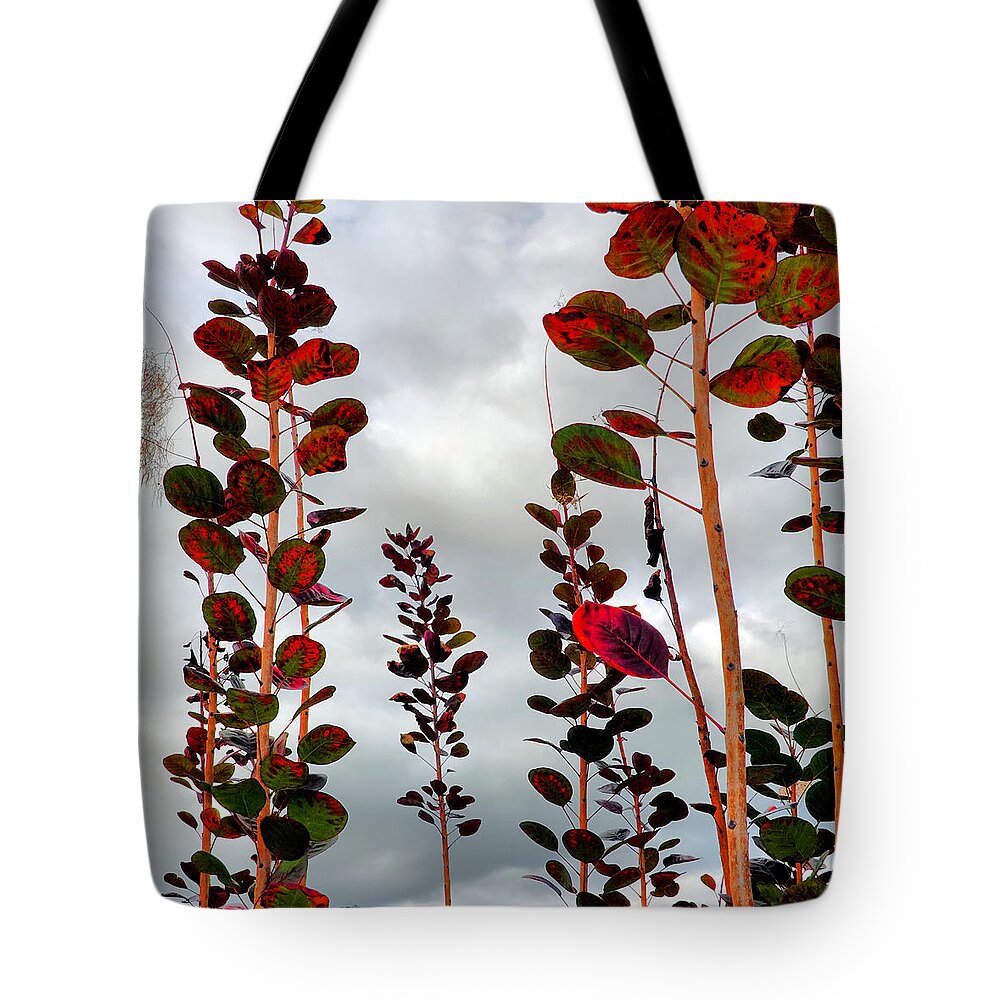 Smoke Tree Tote Bag featuring the photograph Autumnal No. 1 - Smoke Tree with Frontal Passage Sky by Steve Ember