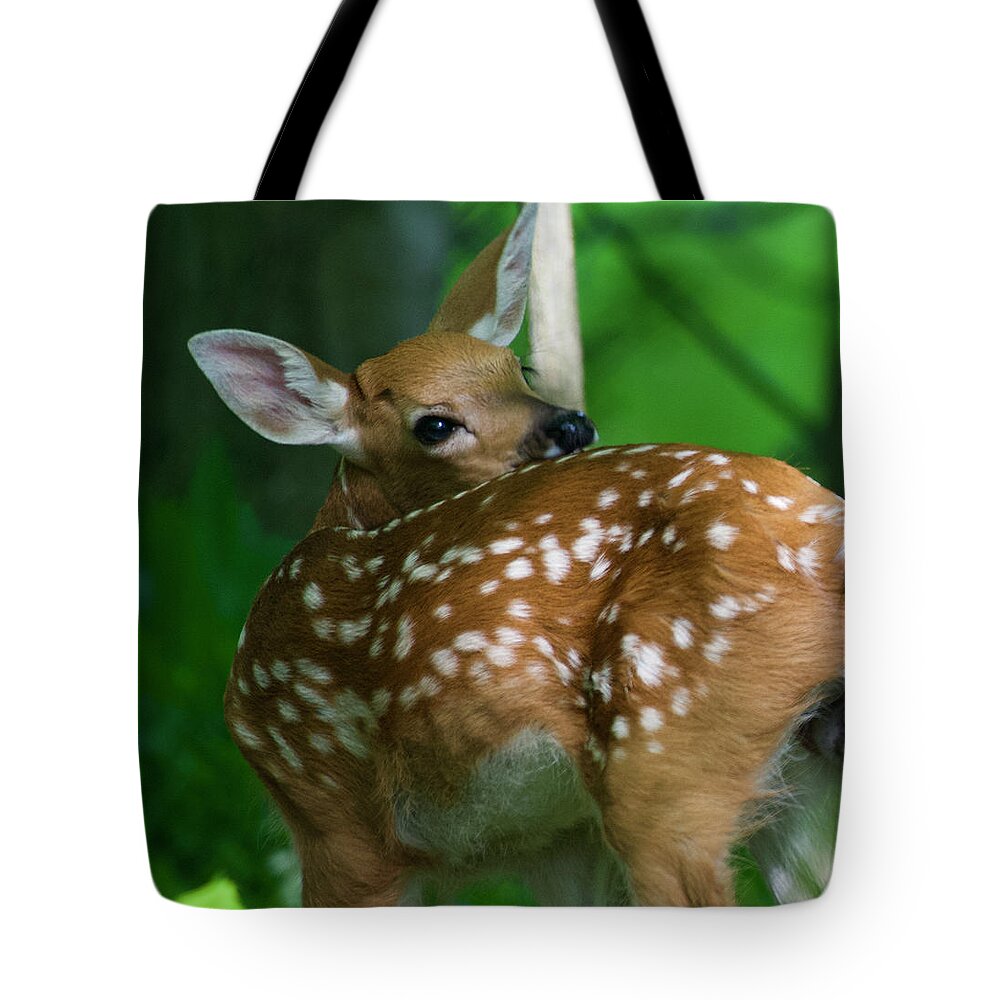 Fawn Tote Bag featuring the photograph Babe in the Woods by Sonja Jones
