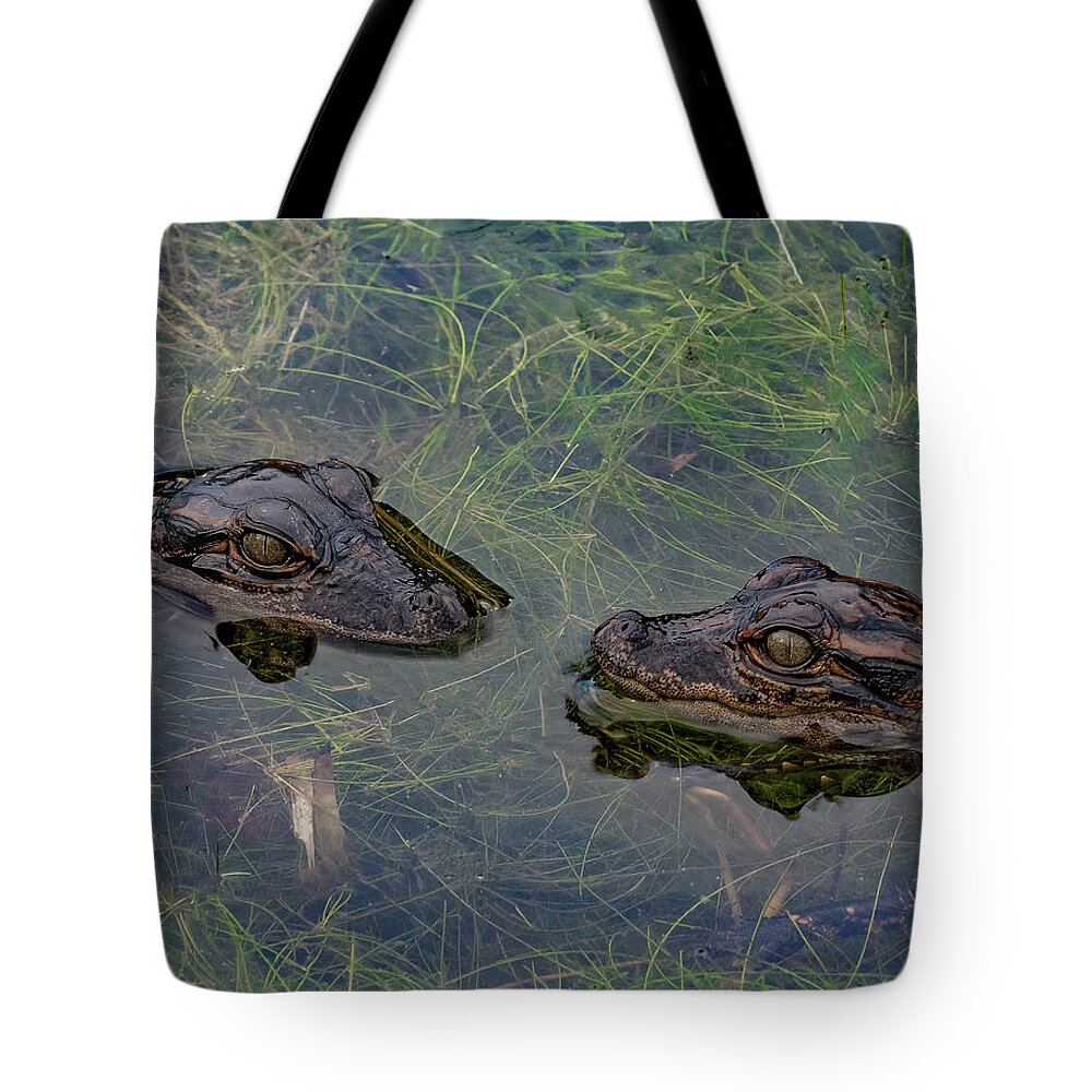 Aligator Tote Bag featuring the photograph Baby Aligatots by Larry Marshall