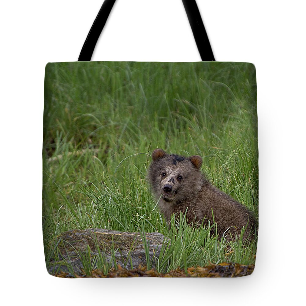 Bear Tote Bag featuring the photograph Baby Bear by Canadart -