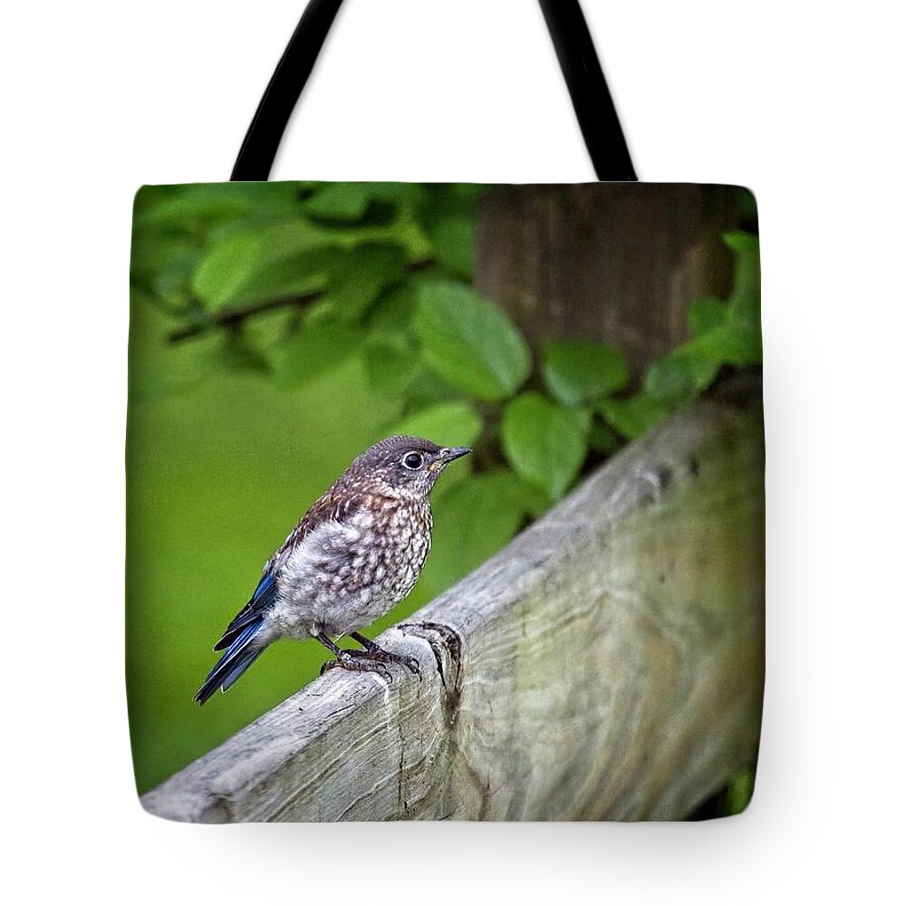 Wildlife Tote Bag featuring the photograph Baby Bluebird by John Benedict