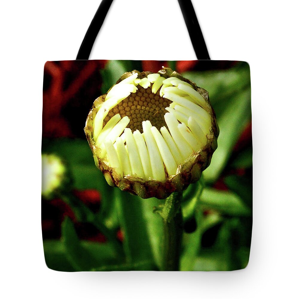 Daisy Tote Bag featuring the photograph Baby Daisy by Susie Loechler