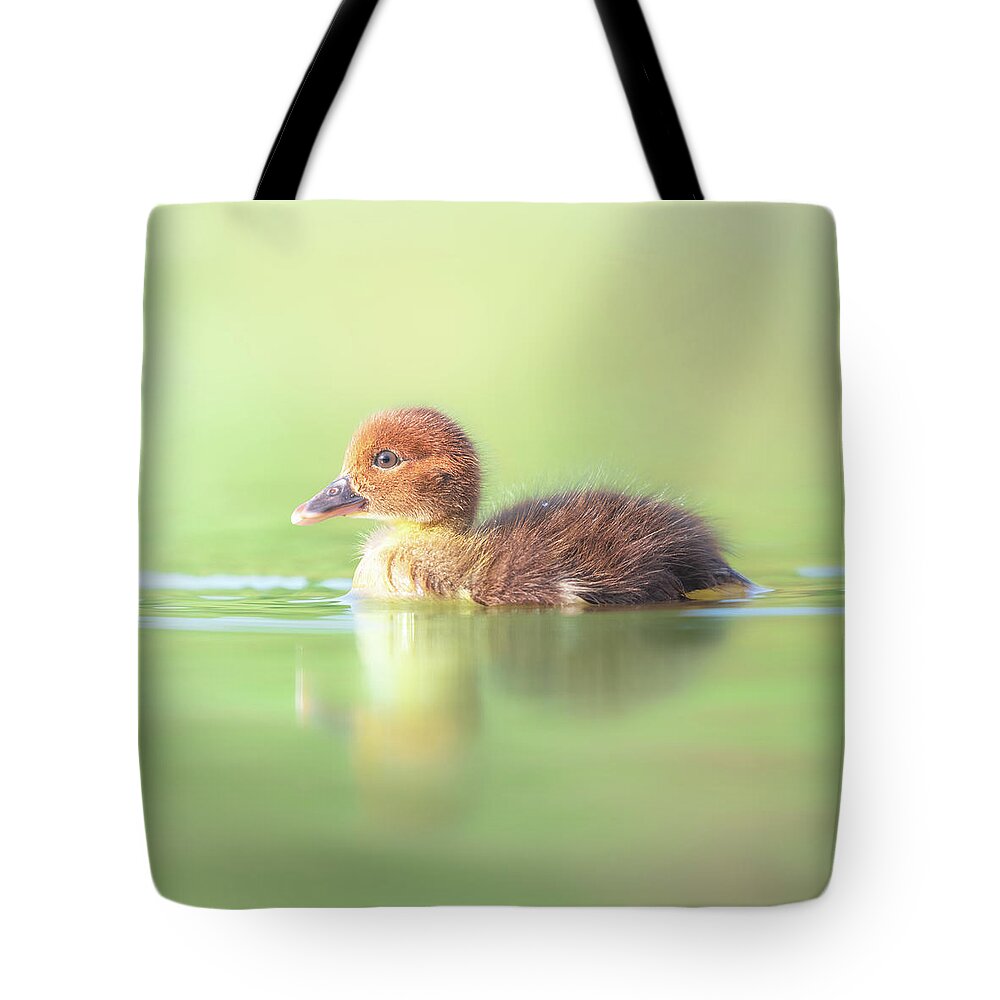 Brown Duckling Tote Bag featuring the photograph Baby Duckling Swimming by Jordan Hill