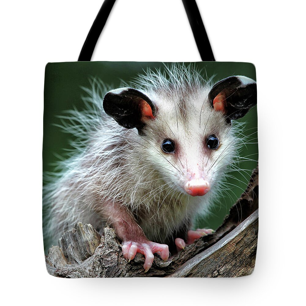  Tote Bag featuring the photograph Baby Opossum by William Rainey