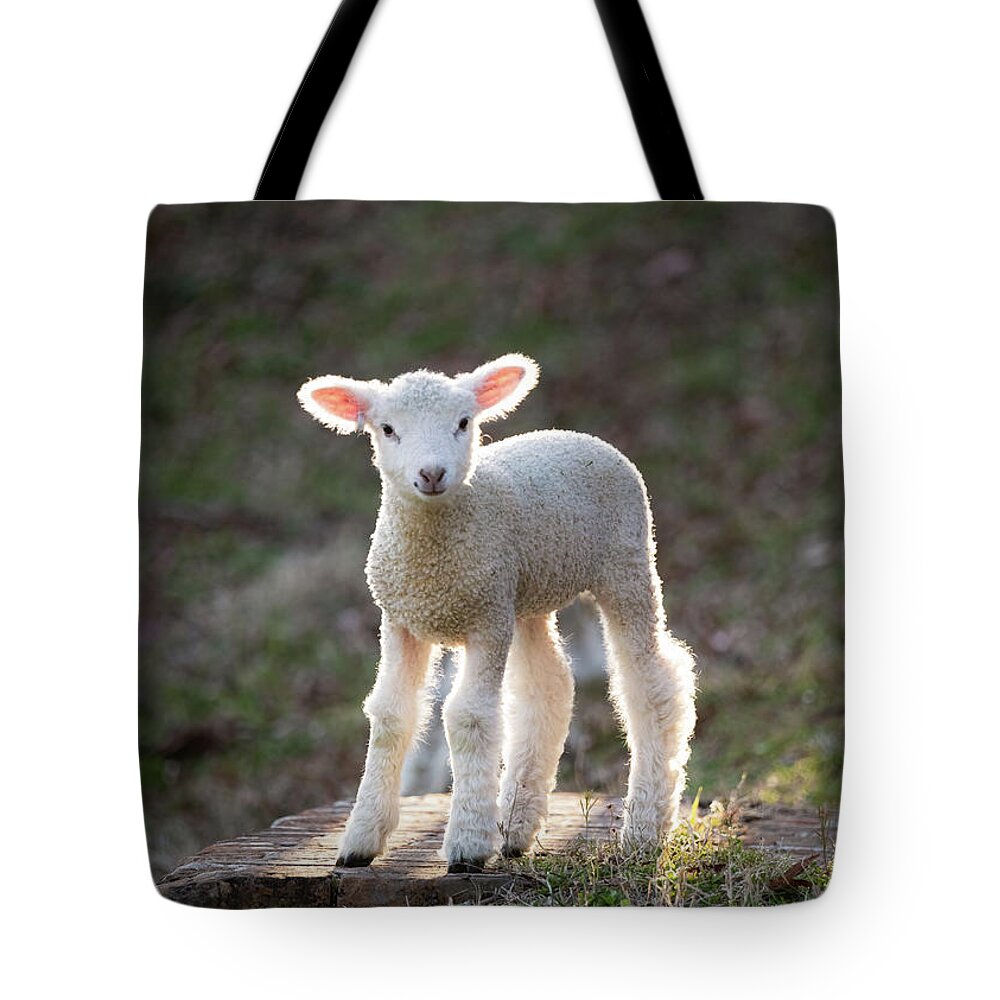 Lamb Tote Bag featuring the photograph Baby Sheep in the Springtime by Rachel Morrison