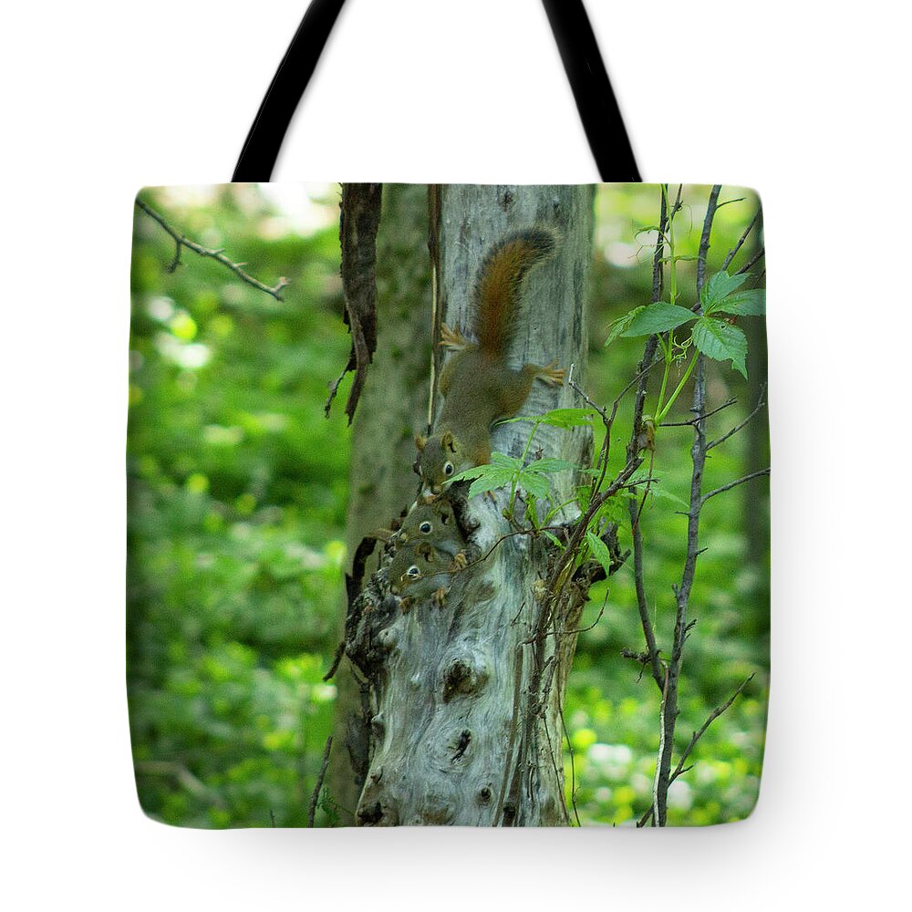 Squirrels Tote Bag featuring the photograph Baby Squirrels by Geoff Jewett