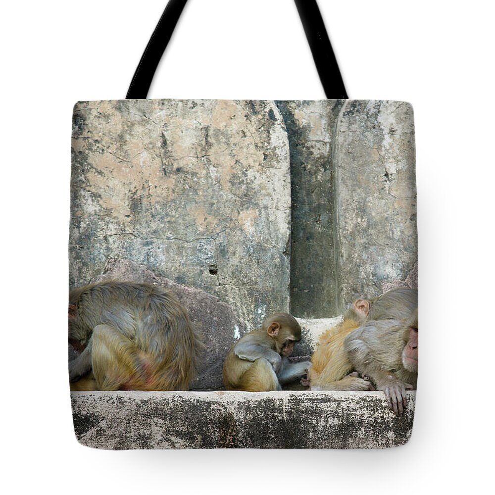 4pixels Tote Bag featuring the photograph Baby Taj by David Little-Smith