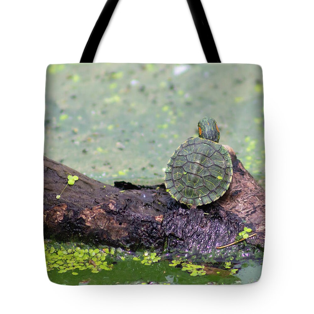 Turtle Tote Bag featuring the photograph Baby Turtle Enjoying a Summer Day by Auden Johnson