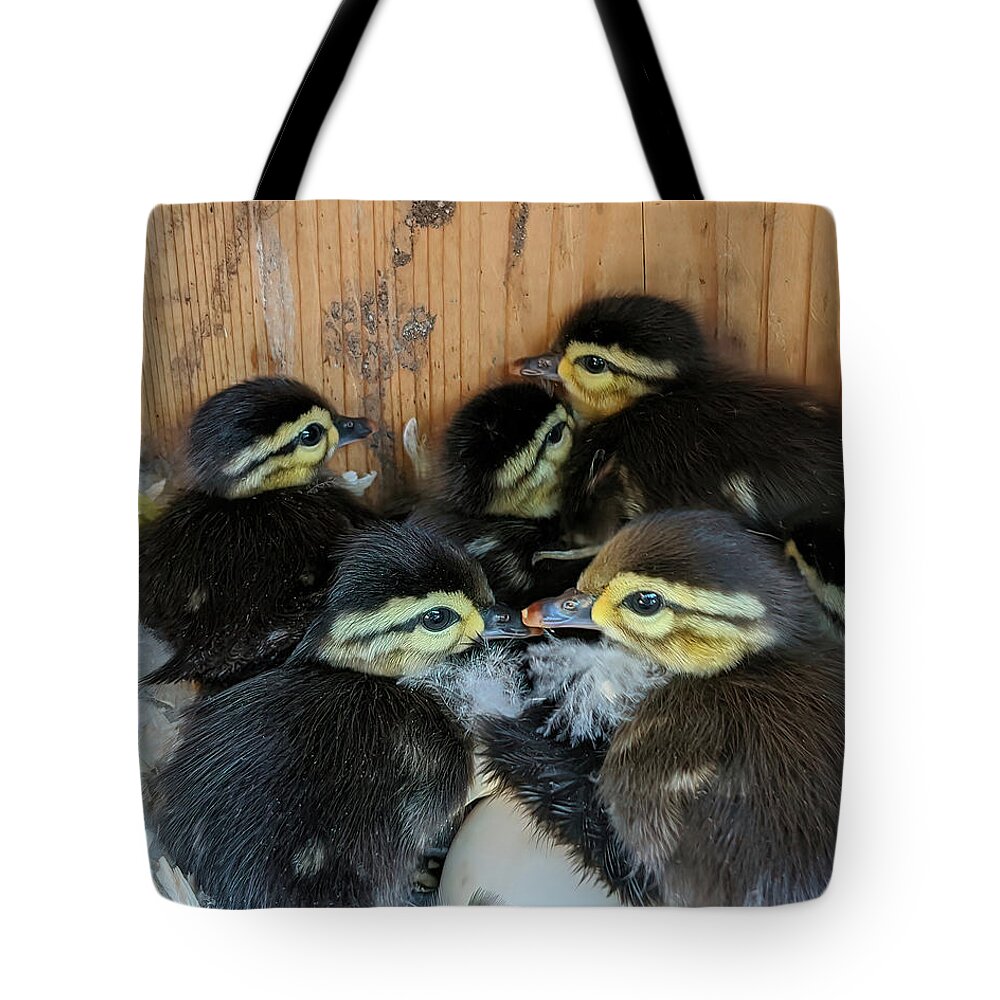 Wood Ducks Tote Bag featuring the photograph Baby Wood Ducks Ready to Leave by Jerry Griffin