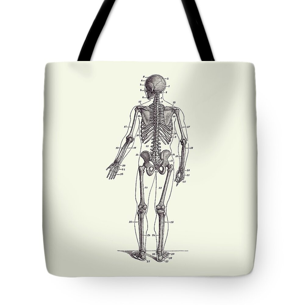 Human Body Tote Bag featuring the drawing Backward Facing Skeletal Diagram - Vintage Anatomy Print 2 by Vintage Anatomy Prints