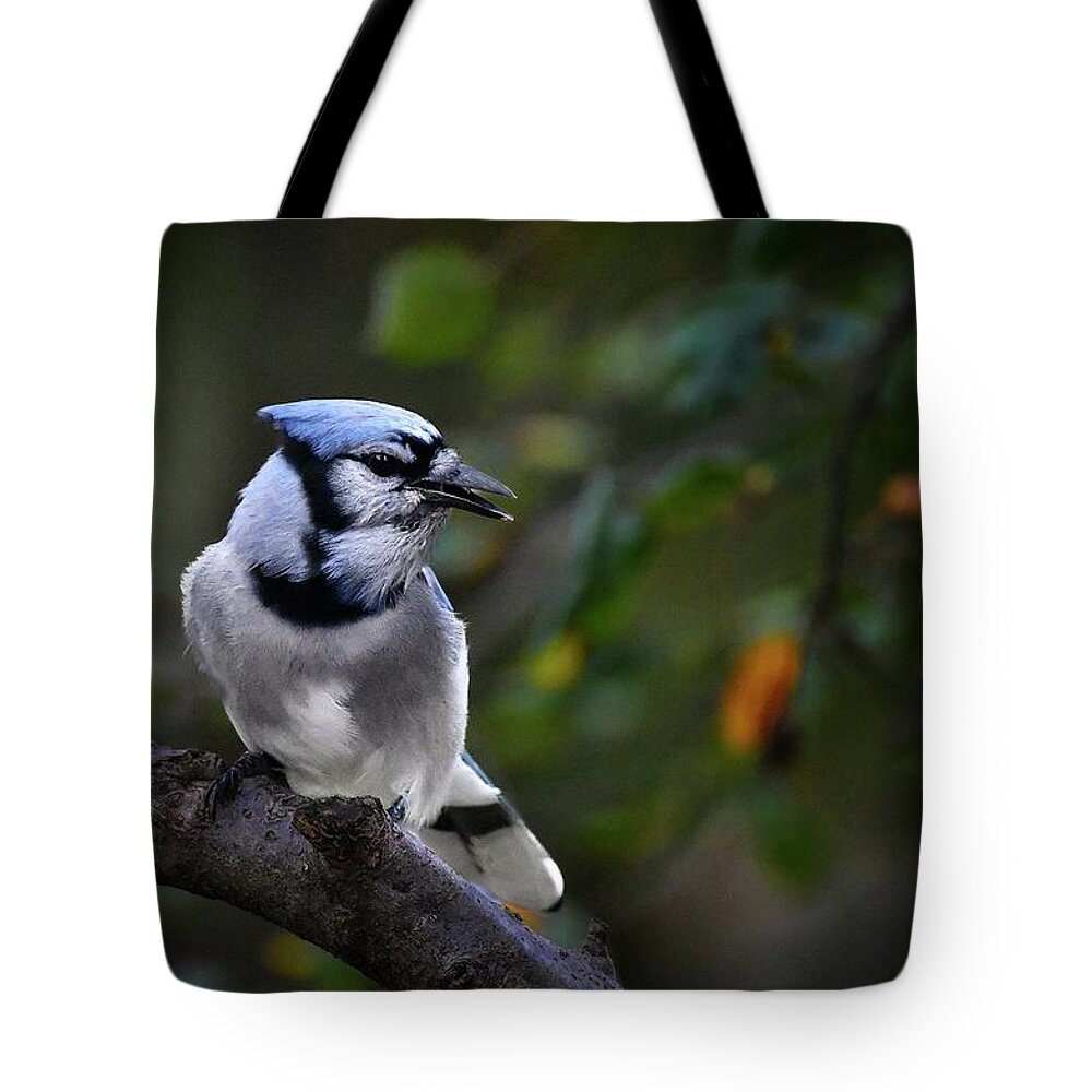 Limited Tote Bag featuring the photograph Backyard Bully by DArcy Evans