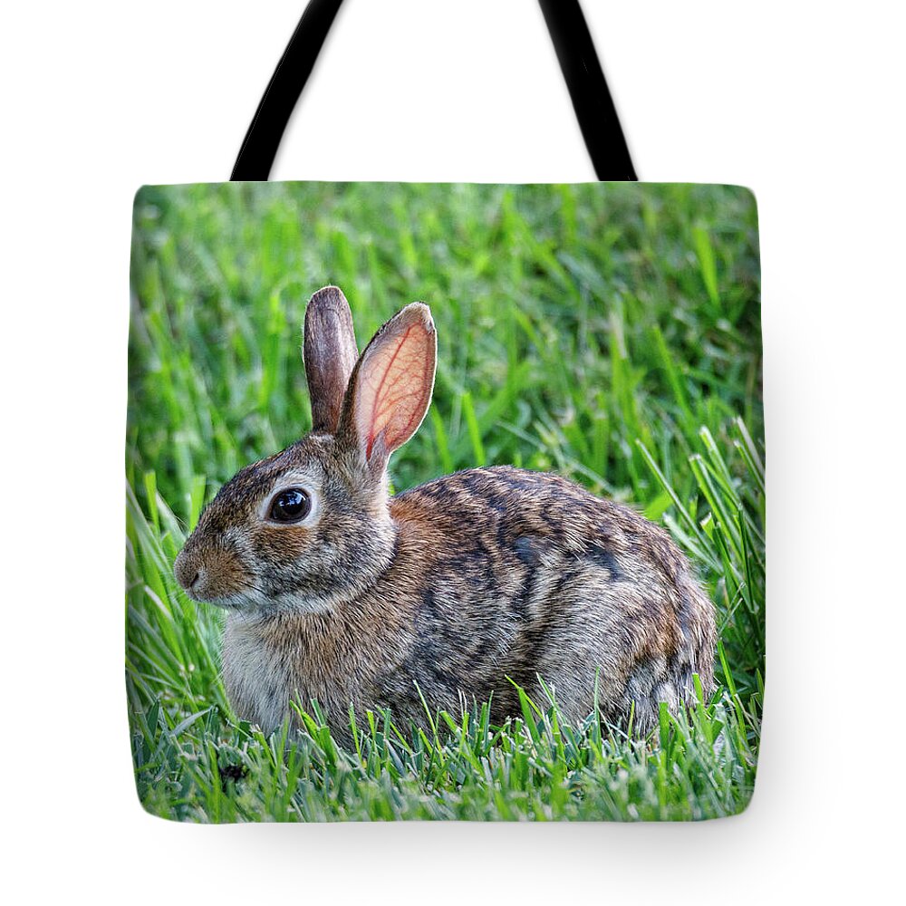 Rabbit Tote Bag featuring the photograph Backyard Bunny by David Beechum