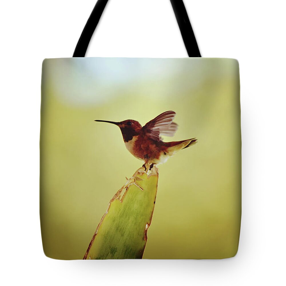 Hummingbird Tote Bag featuring the photograph Balancing Act Hummingbird on Snake Plant by Gaby Ethington