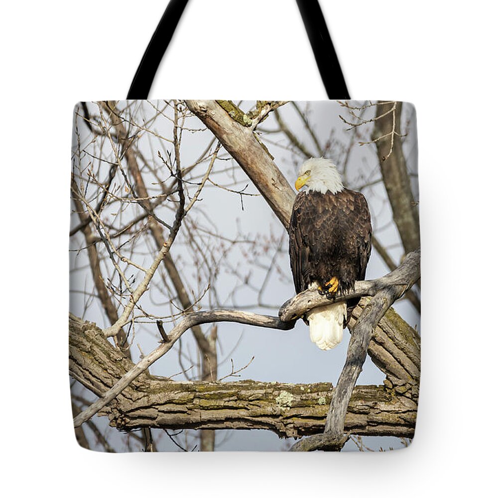 American Bald Eagle Tote Bag featuring the photograph Bald Eagle 2021-1 by Thomas Young