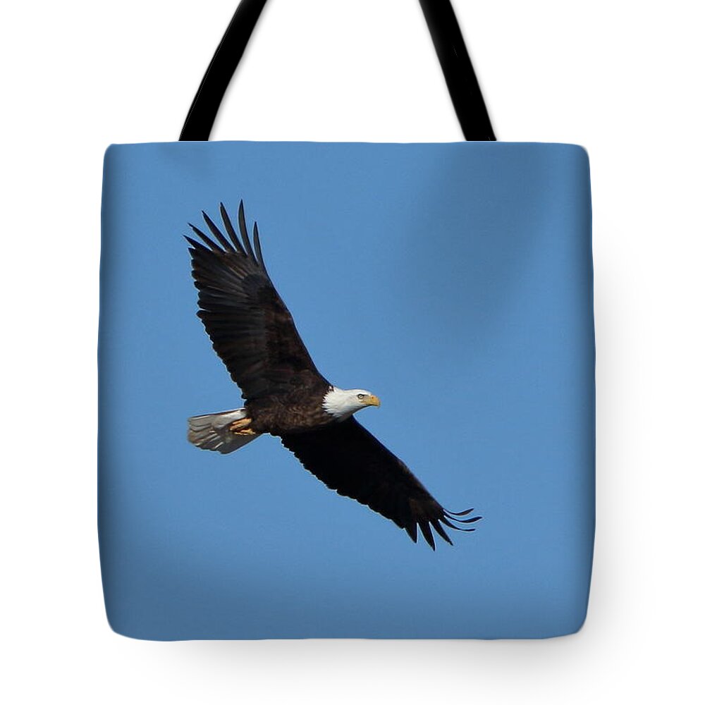 Bald Eagle Tote Bag featuring the photograph Bald Eagle at Bosque del Apache by Steve Wolfe