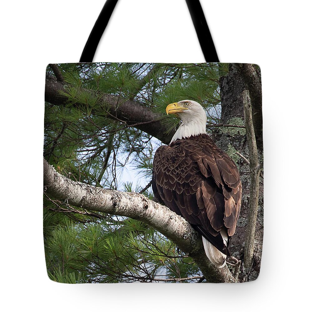 Bald Eagle Tote Bag featuring the photograph Bald Eagle in Pine by Denise Kopko
