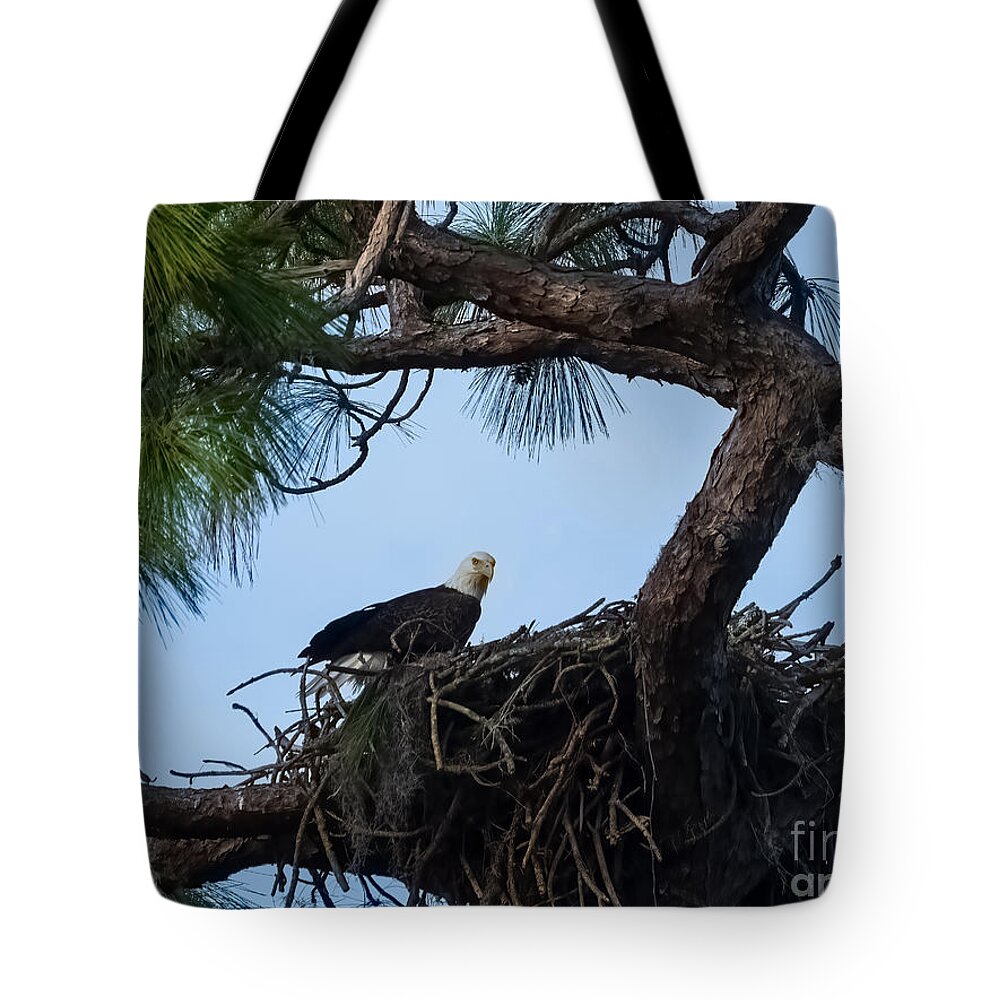Bald Eagle Tote Bag featuring the photograph Bald Eagle on a Nest near Holiday Florida by L Bosco