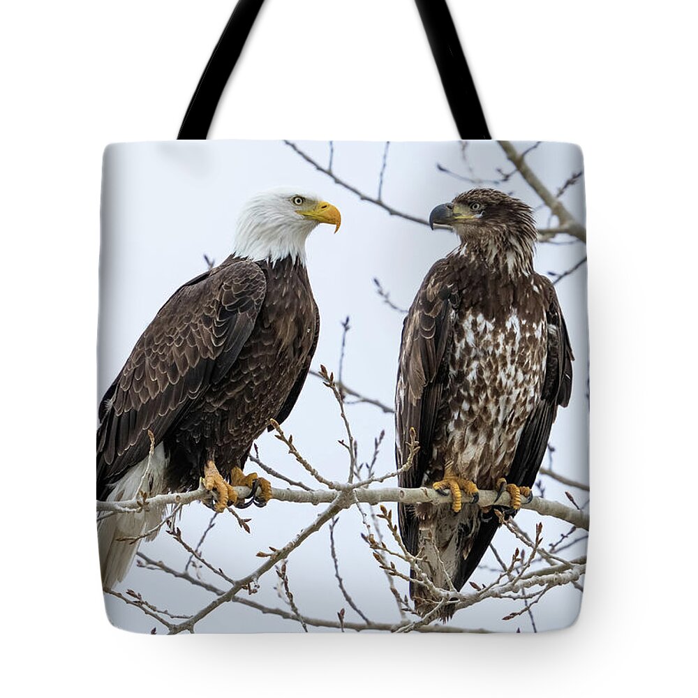 Bald Eagles Tote Bag featuring the photograph Bald Eagles on Branch by Wesley Aston
