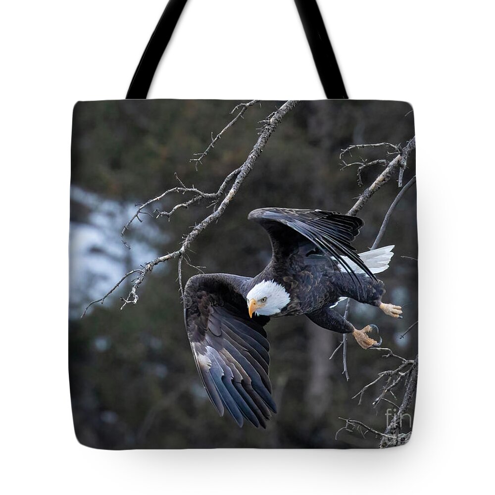 Bald Eagle Tote Bag featuring the photograph Bald Eagles with Folded Wings by Steven Krull