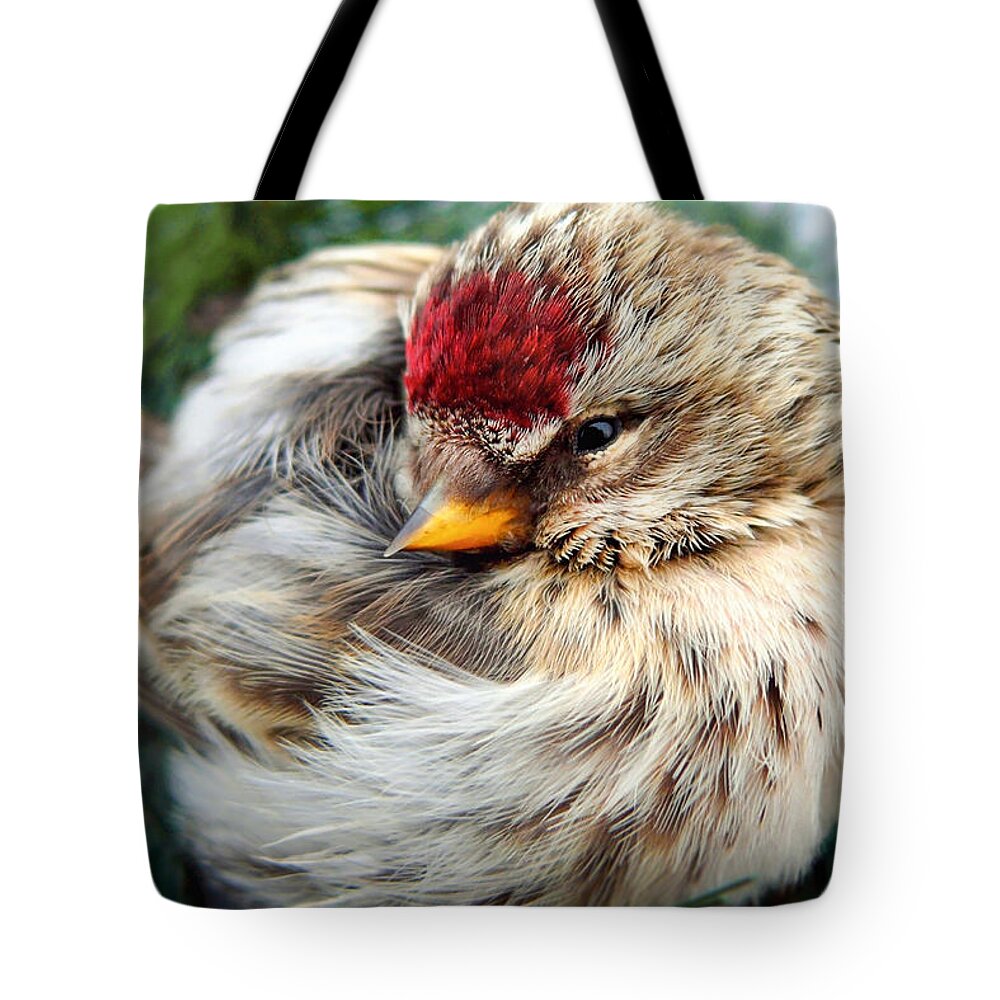 Bird Tote Bag featuring the photograph Ball of Feathers by Christina Rollo