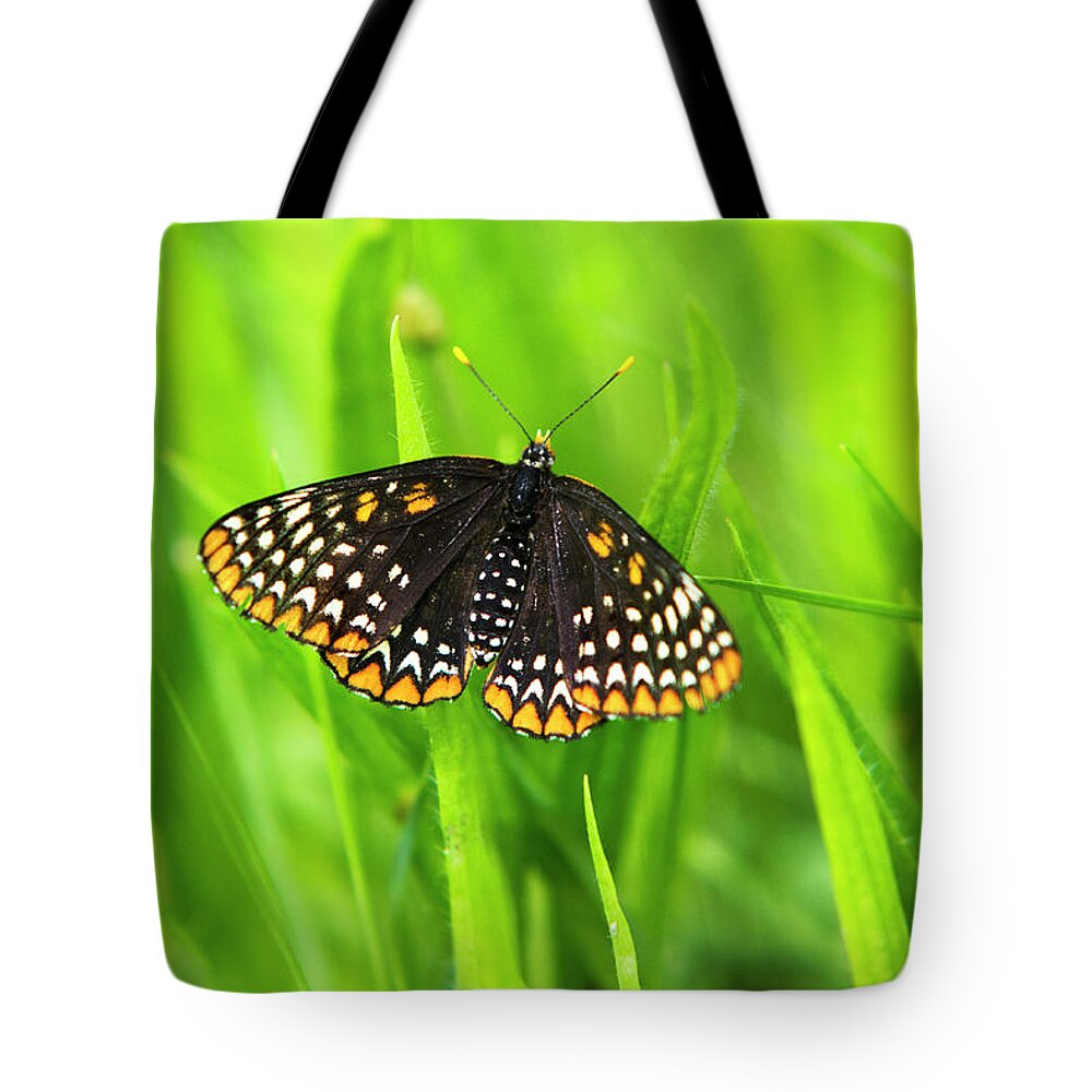 Baltimore Checkerspot Butterfly Tote Bag featuring the photograph Baltimore Checkerspot Butterfly by Christina Rollo