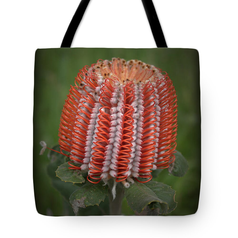 Banksia Tote Bag featuring the photograph Banksia Coccinea by Elaine Teague