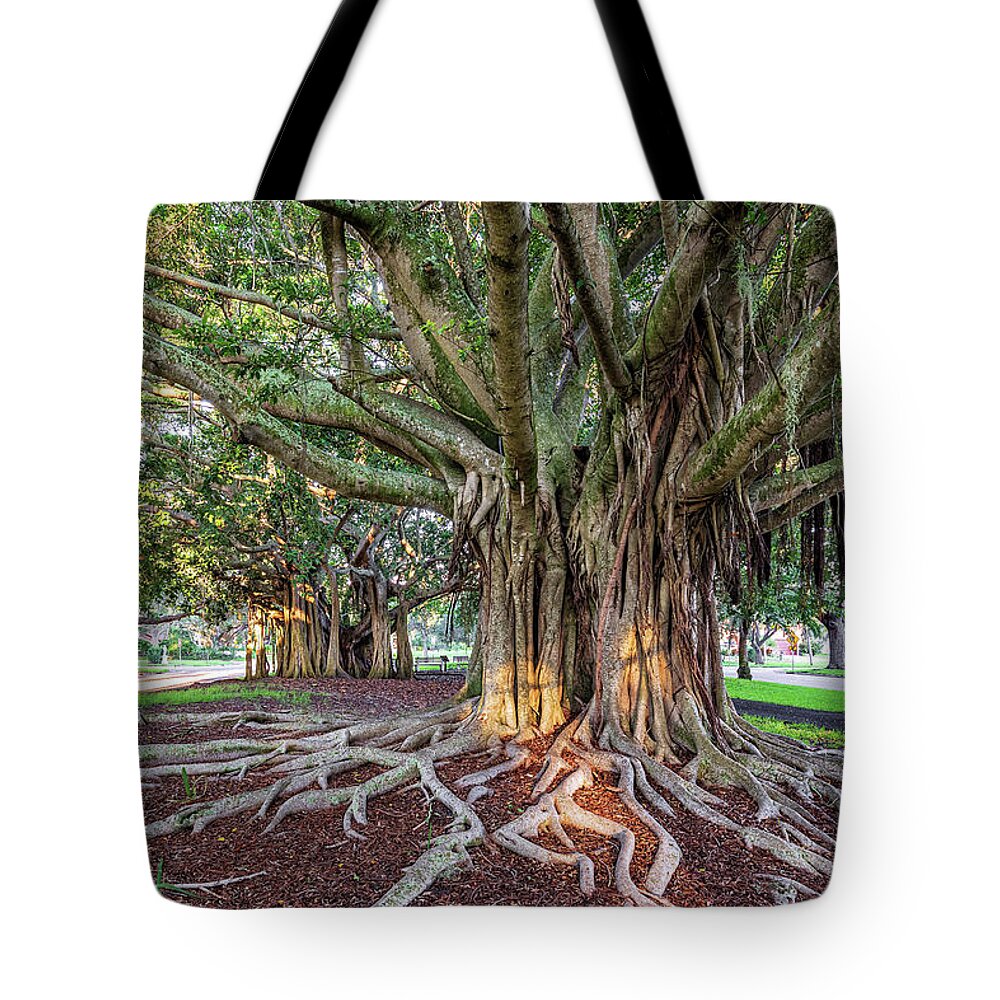 Banyan Tree Tote Bag featuring the photograph Banyan Trees Venice Avenue. by Rudy Wilms