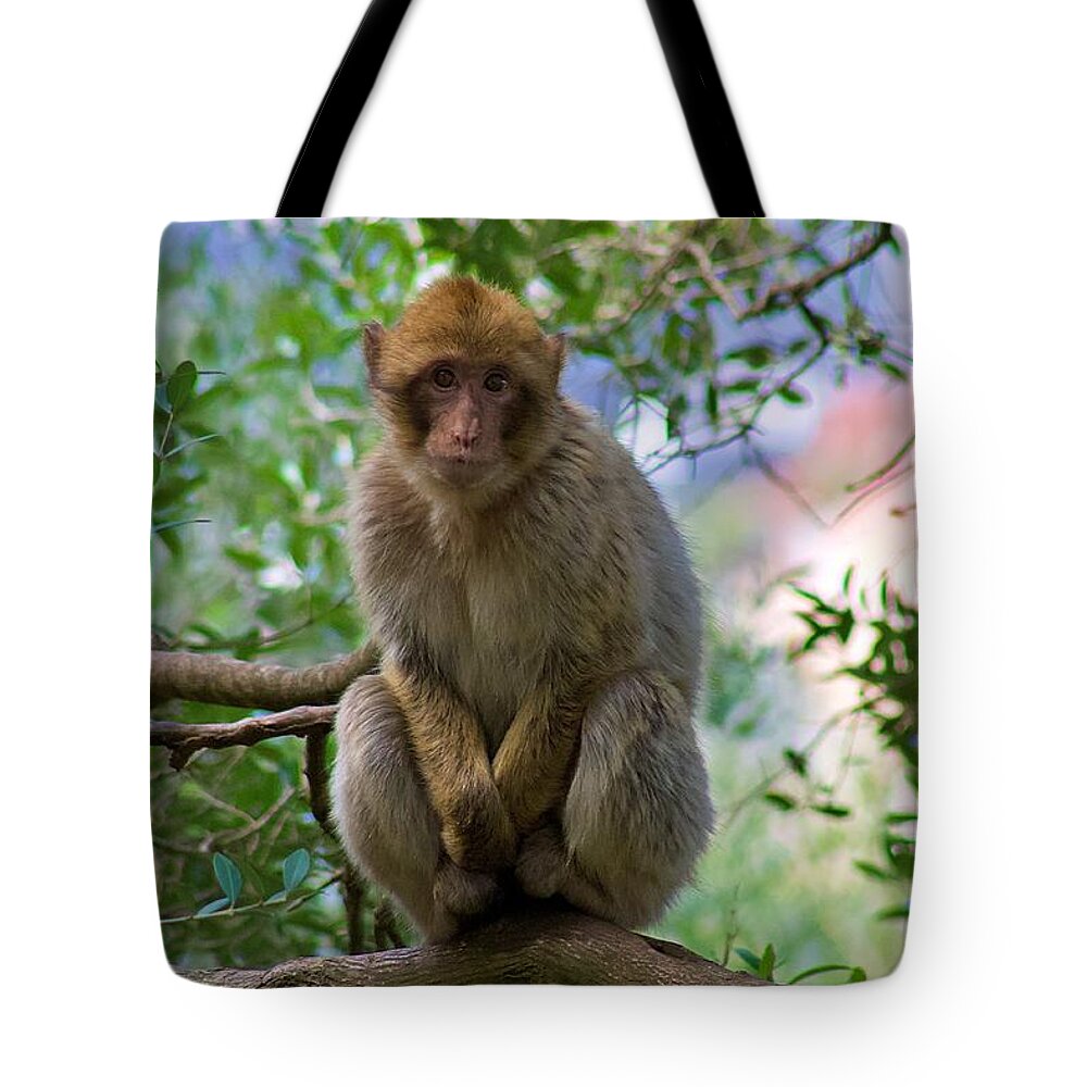 Monkey Tote Bag featuring the photograph Barbary macaque by Yvonne M Smith