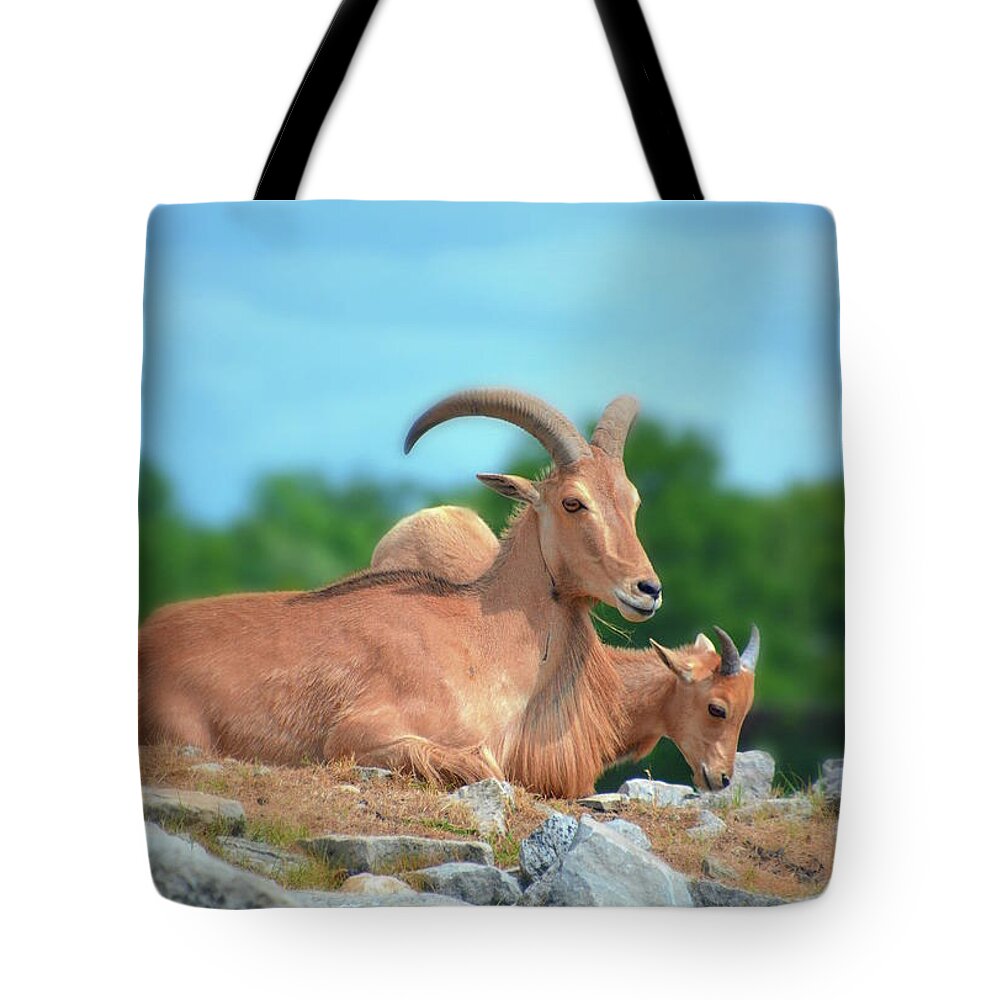Animals Tote Bag featuring the photograph Barbary sheep by Norma A Lahens