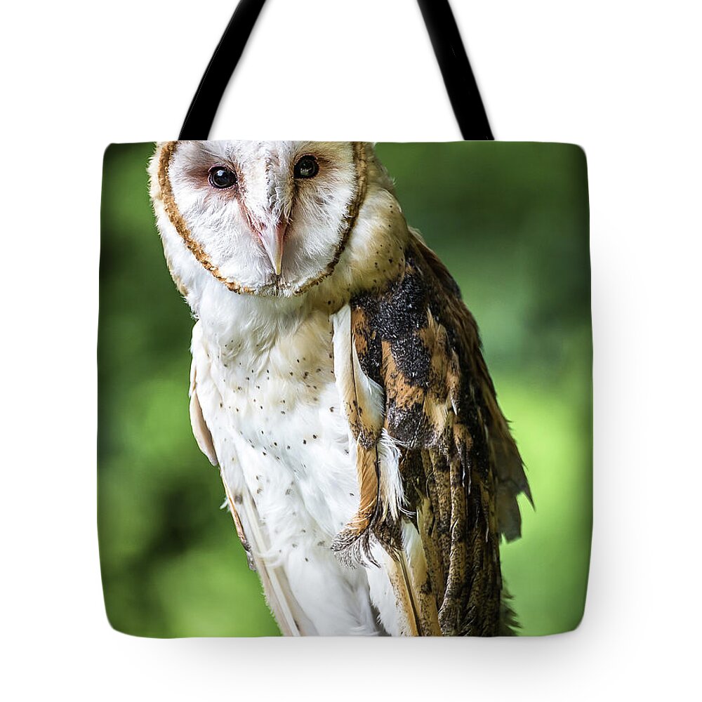 Raptors Owl Barn Owl Tote Bag featuring the photograph Barn owl by Robert Miller