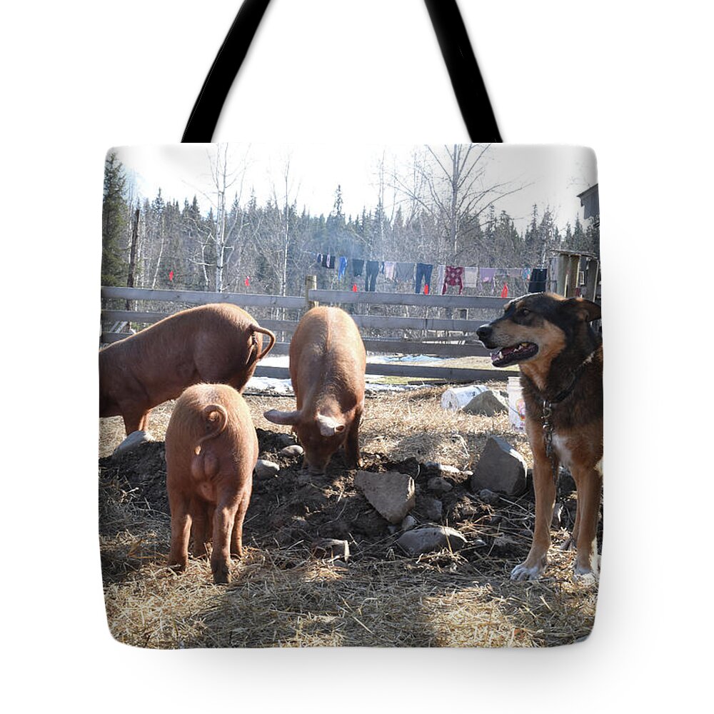 Pigs Tote Bag featuring the photograph Barnyard Life by Listen To Your Horse