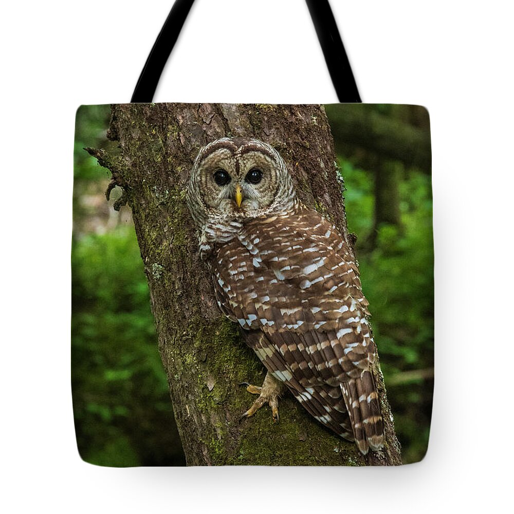 Great Smoky Mountains National Park Tote Bag featuring the photograph Barred Owl 1 by Melissa Southern