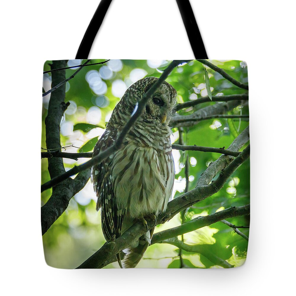 Barred Tote Bag featuring the photograph Barred Owl by David Beechum