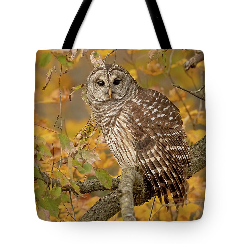 Fall Color Tote Bag featuring the photograph Barred Owl in Fall Color by Julie Barrick