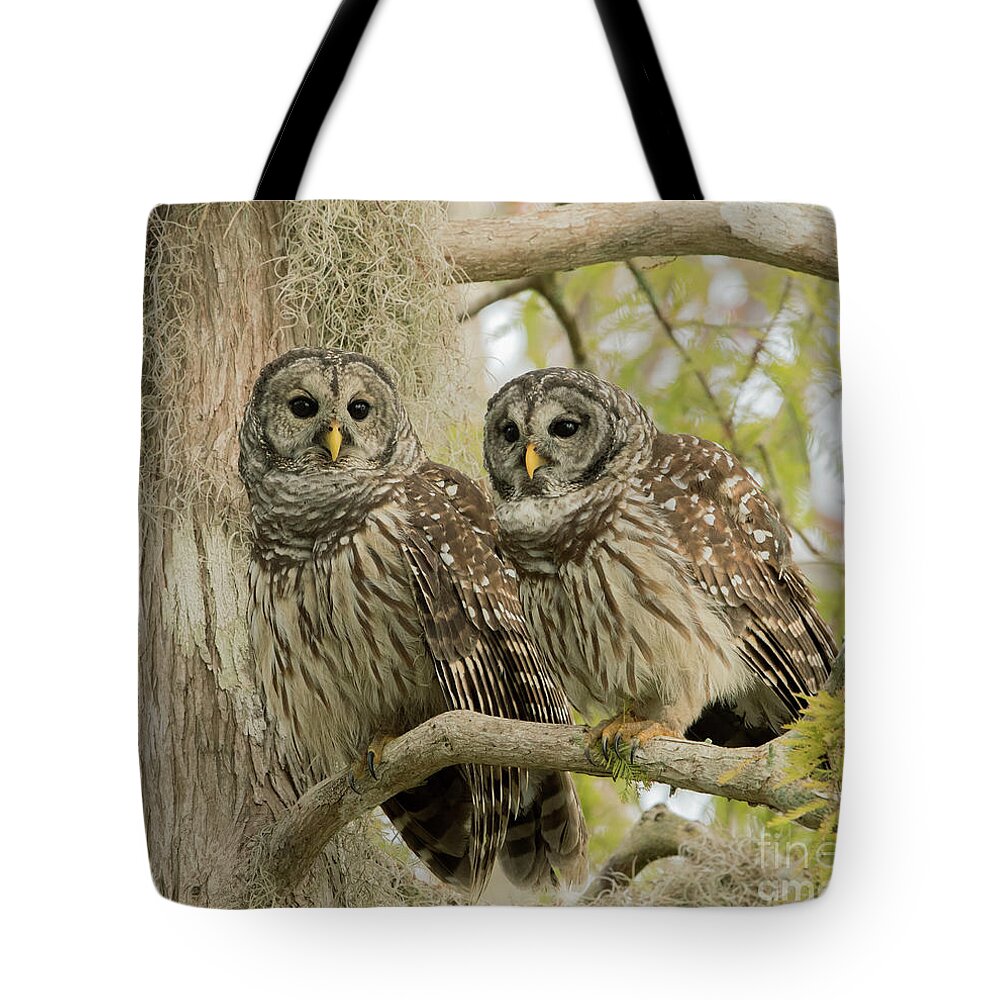 Ron Bielefeld Tote Bag featuring the photograph Barred Owl Pair by Ron Bielefeld
