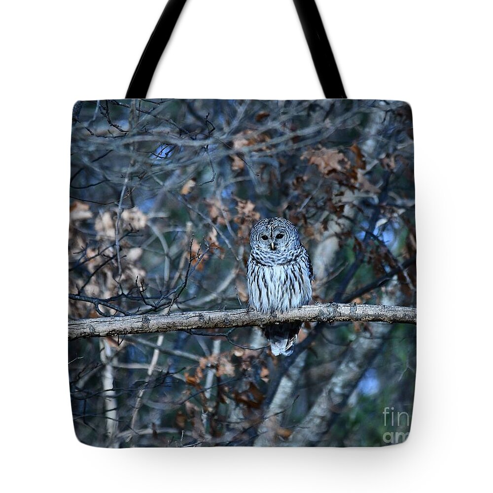 Owls Tote Bag featuring the photograph Barred Owl by Steve Brown