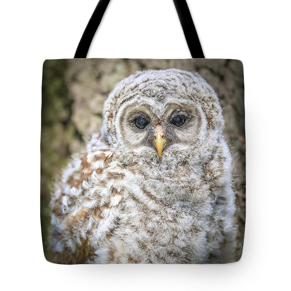 Barred Owlet Portrait Tote Bag featuring the photograph Barred Owlet Portrait by Dan Sproul