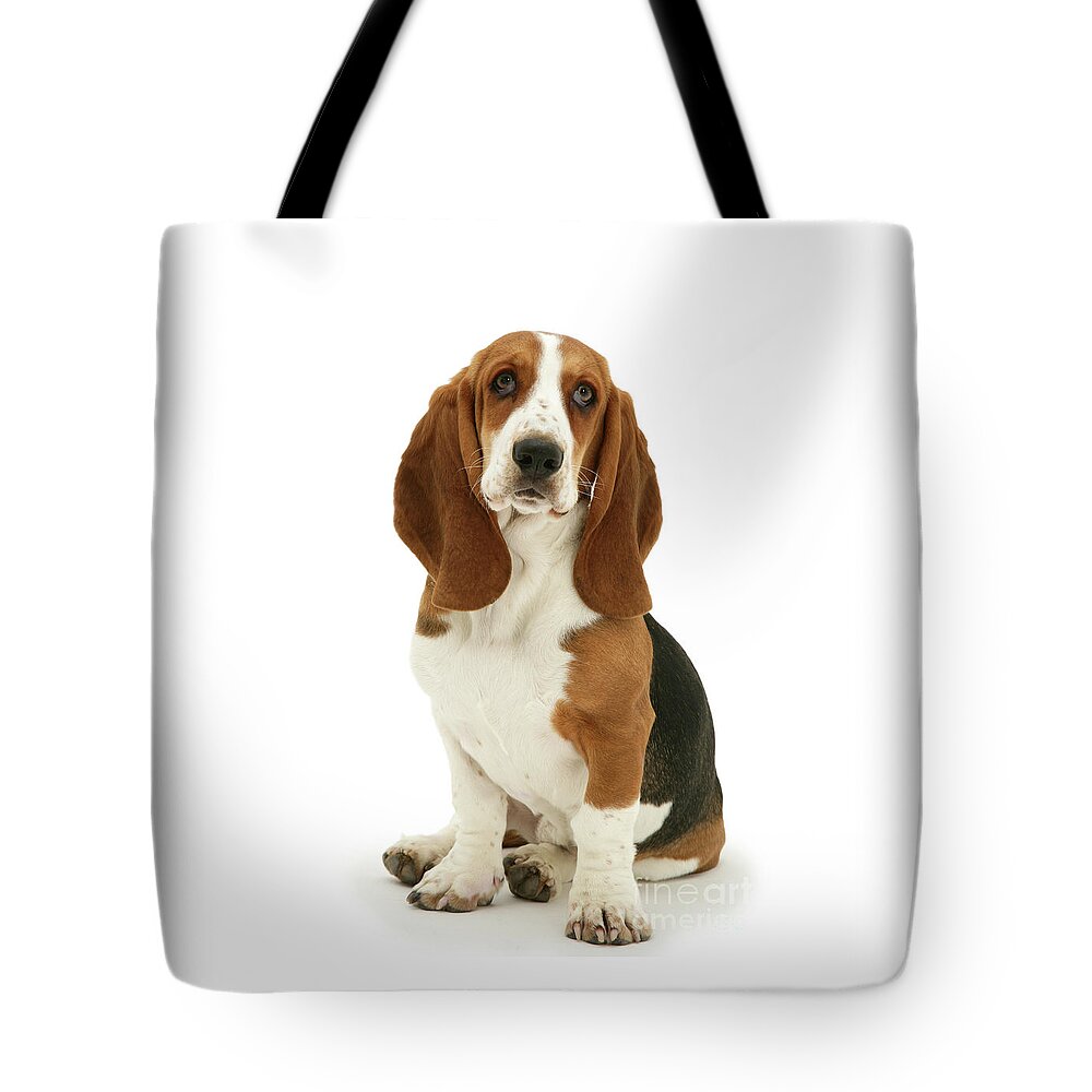 Basset Tote Bag featuring the photograph Basset Hound sitting by Warren Photographic