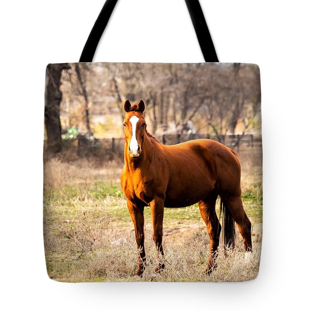 Horse Tote Bag featuring the photograph Bay Horse 1 by C Winslow Shafer