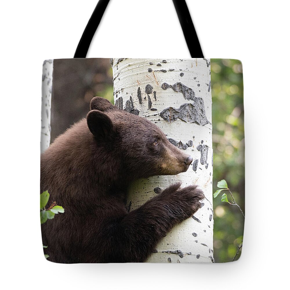 Bears Tote Bag featuring the photograph Bear in an aspen by Mary Hone