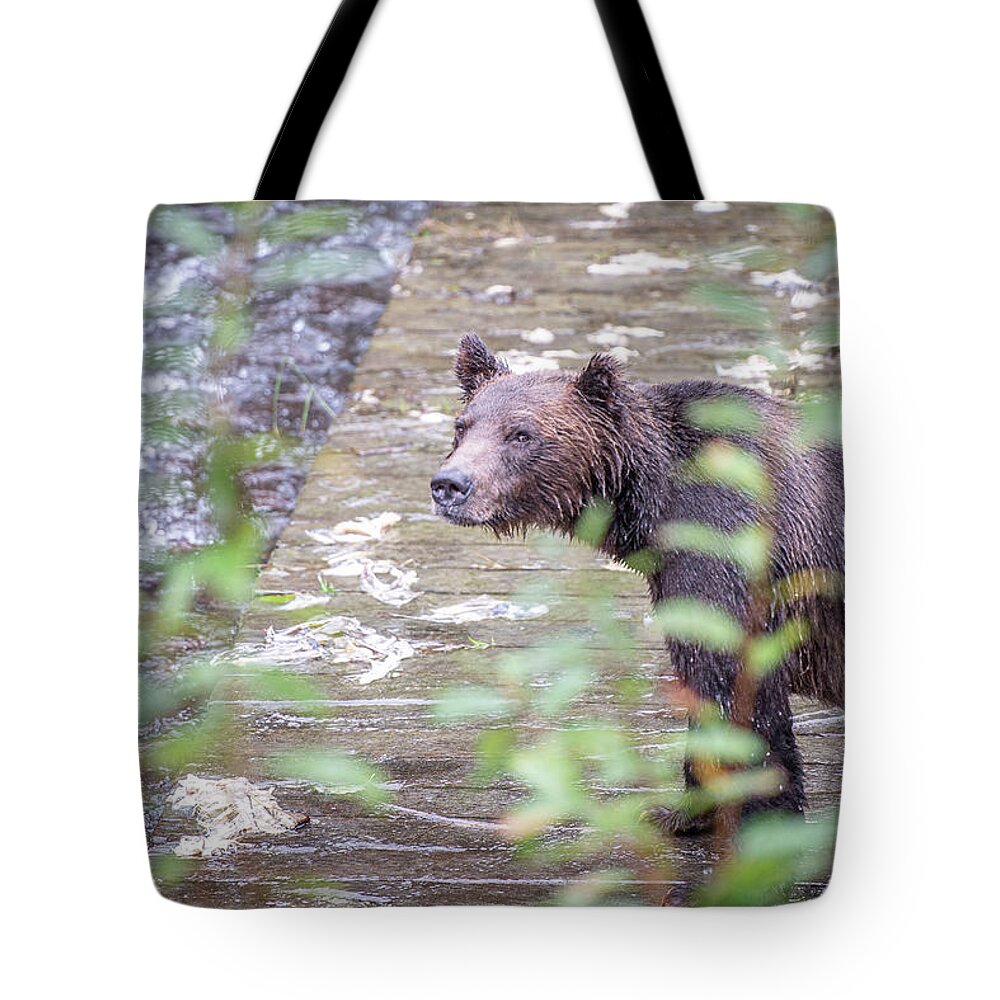 Fall Tote Bag featuring the photograph Bear in the rain by Canadart -