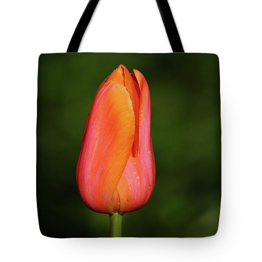 Nature Tote Bag featuring the photograph Beautiful Blossom by Lens Art Photography By Larry Trager