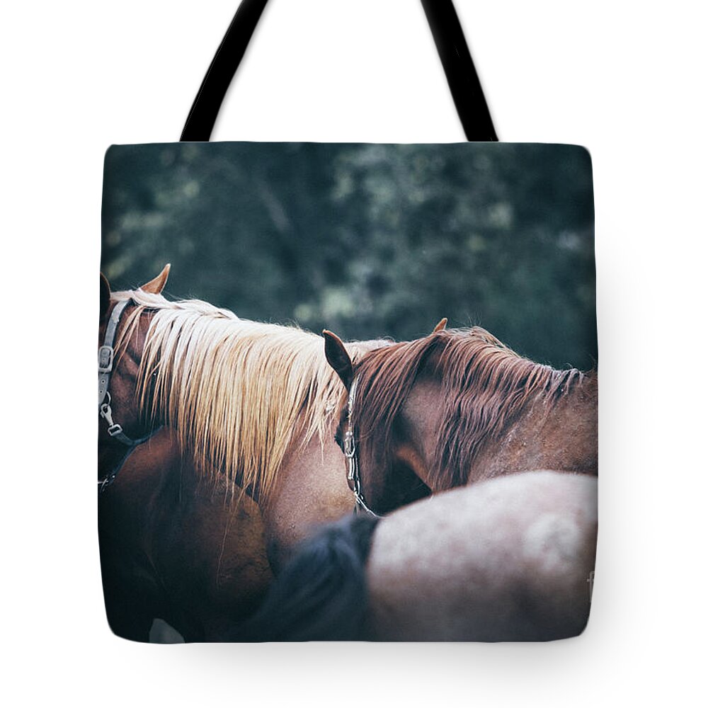 Horse Tote Bag featuring the photograph Beautiful calm horses by Dimitar Hristov