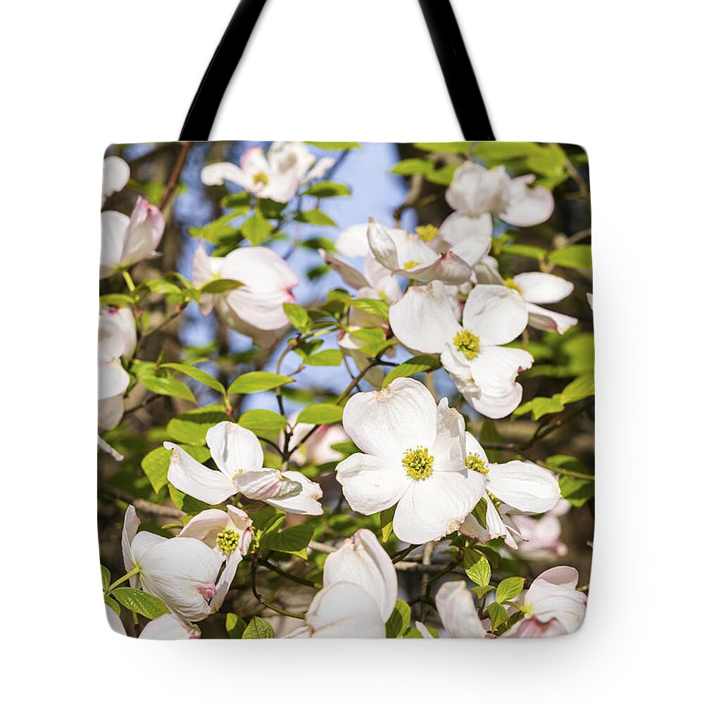 Beautiful Tote Bag featuring the photograph Beautiful Flowering Dogwood by Marianne Campolongo