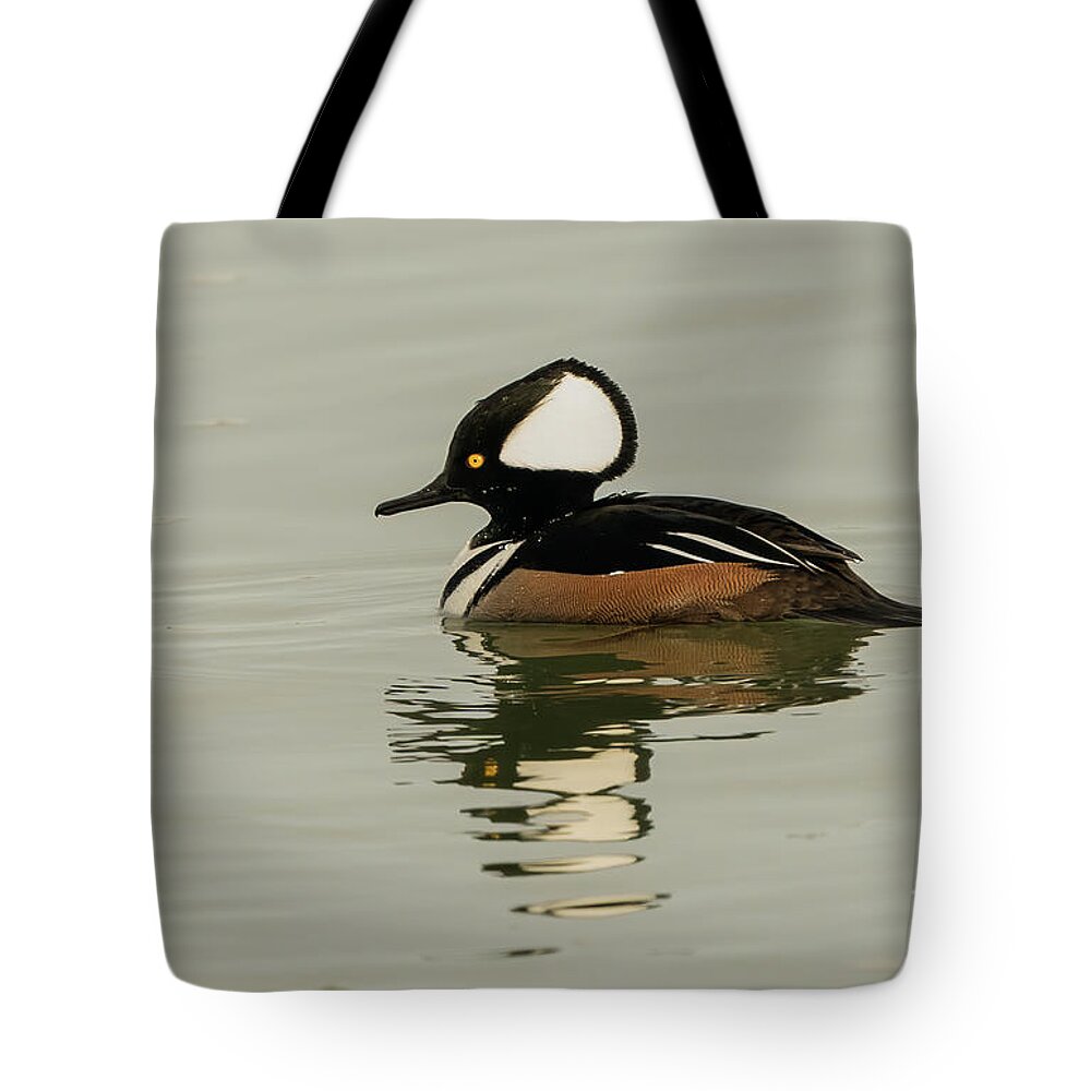 Hooded Merganser Tote Bag featuring the photograph Beautiful hooded merganser by Sam Rino