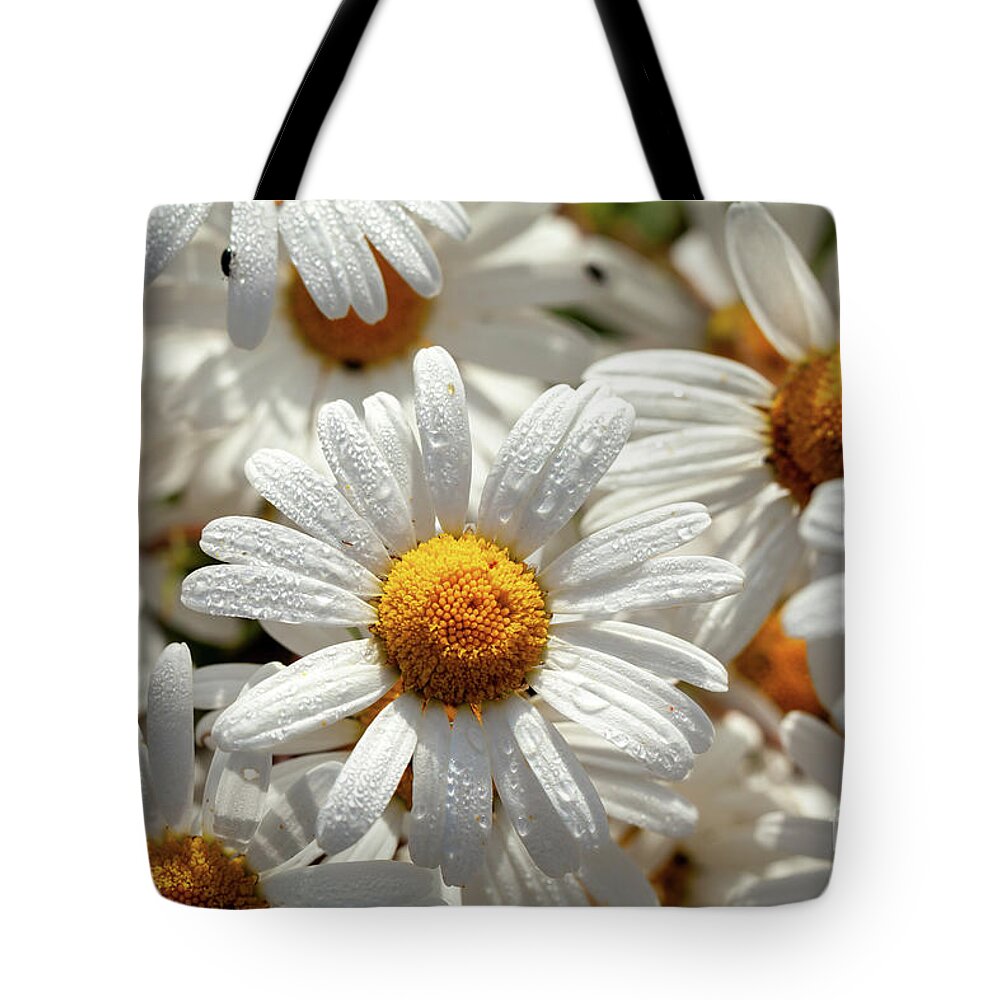 Daisies Tote Bag featuring the photograph Beautiful large wild daisies with water drops by Simon Bratt