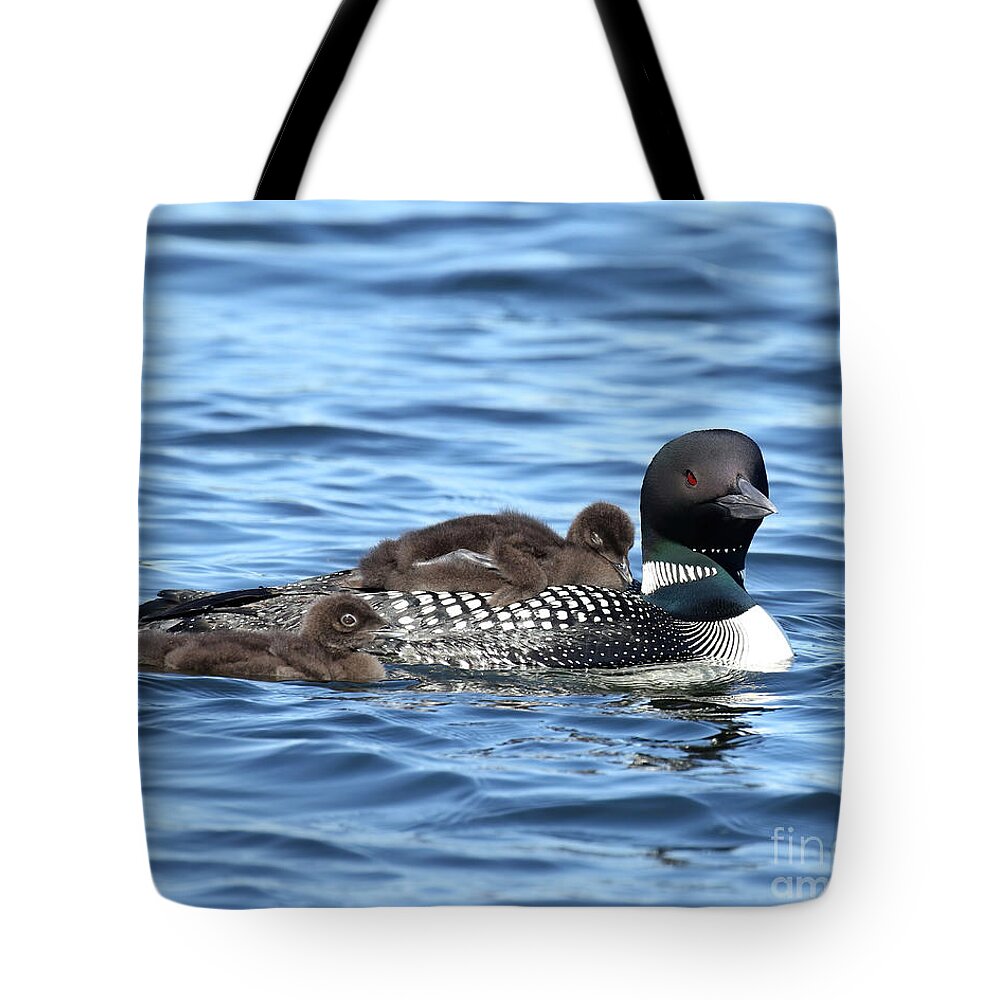 Loon Tote Bag featuring the photograph Beautiful mom and her 2 chicks by Heather King