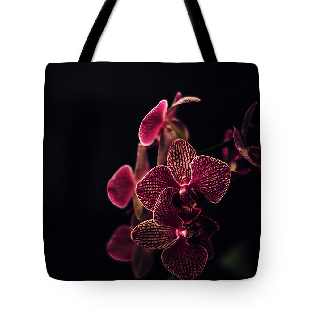 Orchid Tote Bag featuring the photograph Beautiful orchid flower on dark background. by Jelena Jovanovic