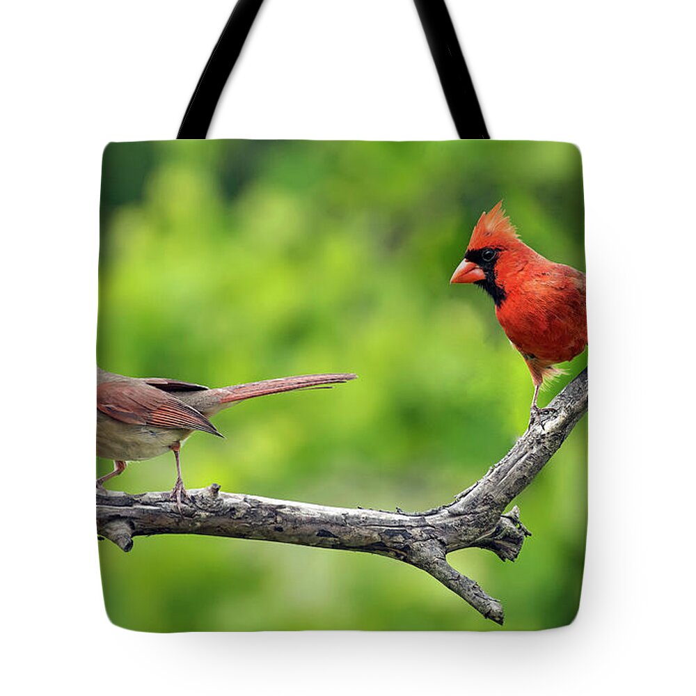 Cardinals Tote Bag featuring the photograph Beautiful Pair by Jamie Pattison